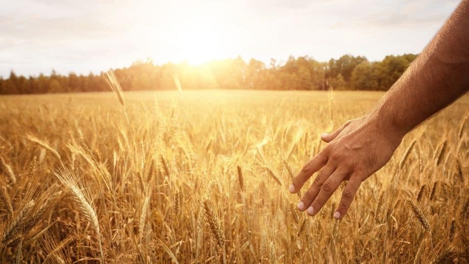 No sólo de pan  vive el hombre